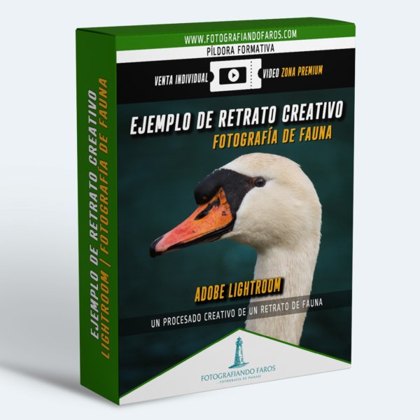 Ejemplo De Retrato Creativo Fotografia De Fauna
