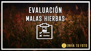 Evaluacion malas hierbas