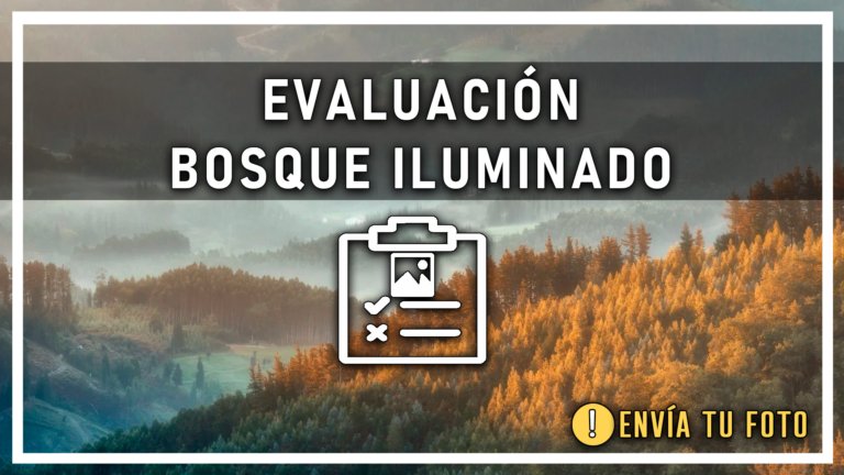Bosque iluminado